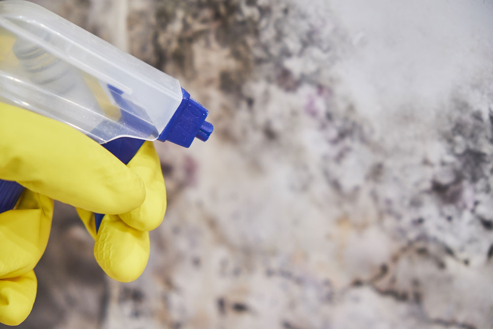 Prevent Mold and Mildew with Pro House Cleaning Services